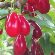 Саджанець Кизил Миколка (прищеплений)